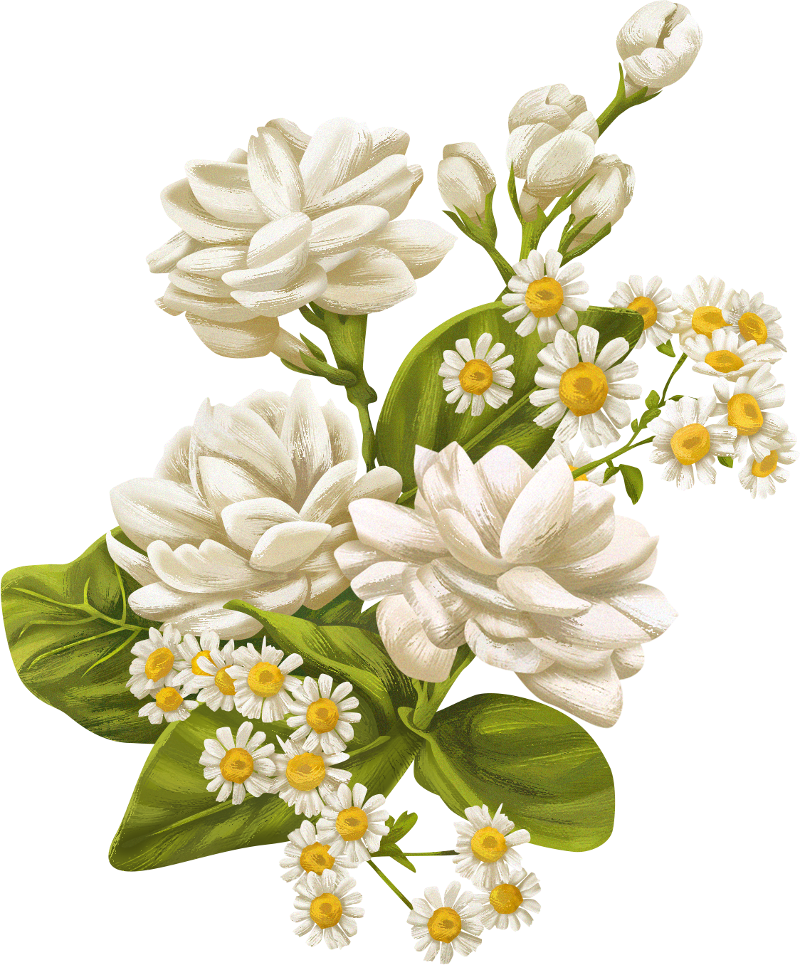 Detailed Illustrated Jasmine Flowers