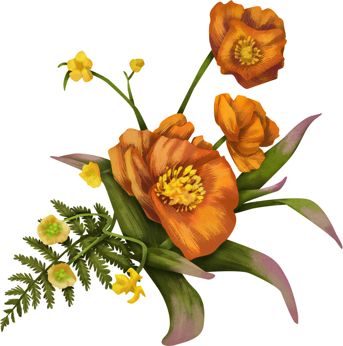 Detailed Illustrated Poppy Flowers