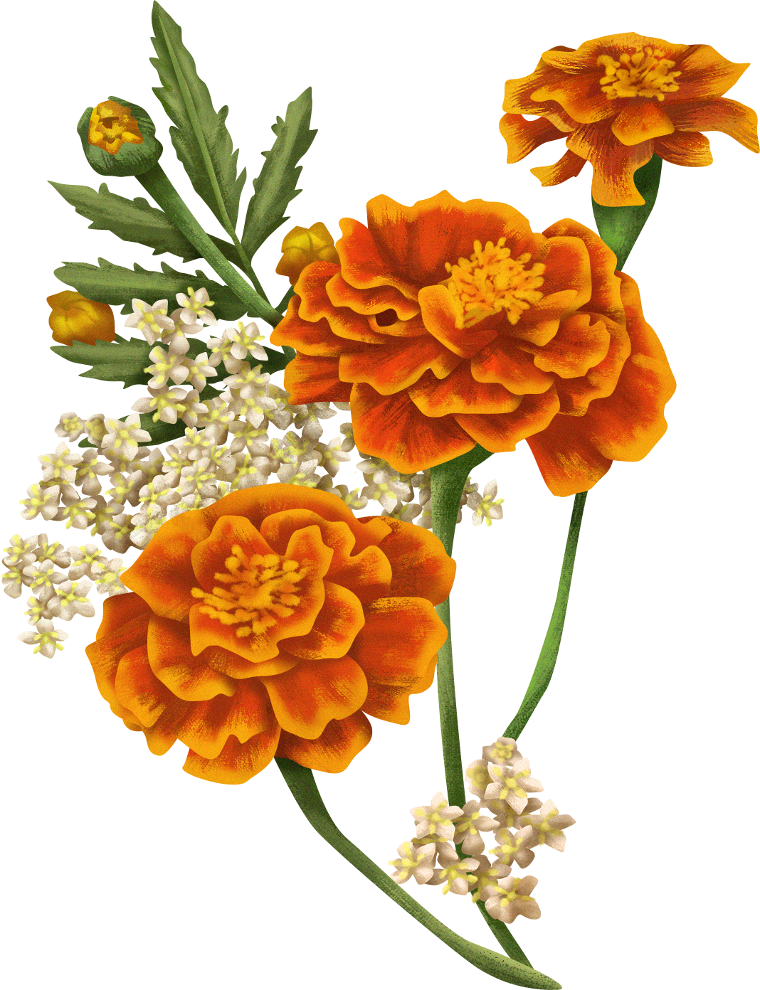 Detailed Illustrated Marigolds